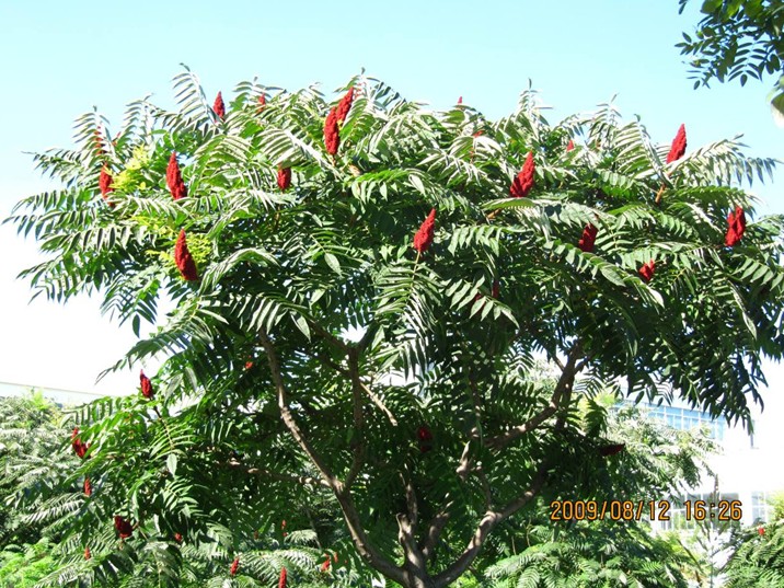 Rhus typhina seed